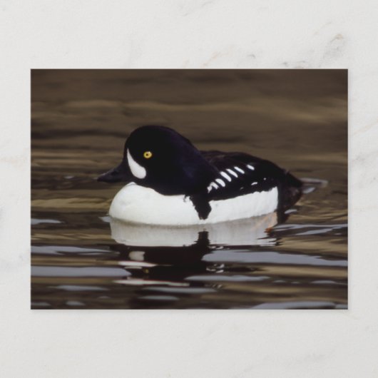 Barrows Goldeneye Wildlife Series # 16 Carte posta (Devant)