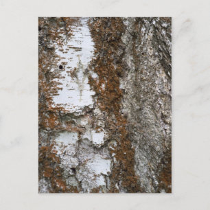 Barstboom Briefkaart