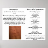 Bartonella Symptoms Educatief Poster (Voorkant)