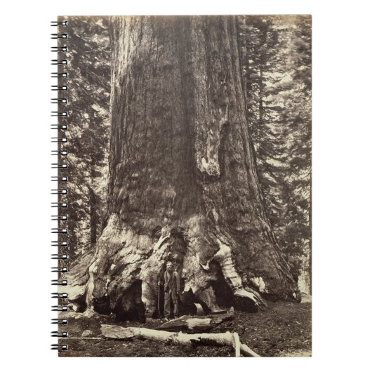 Base du géant grisâtre, 'du livre de Yosemite (Devant)