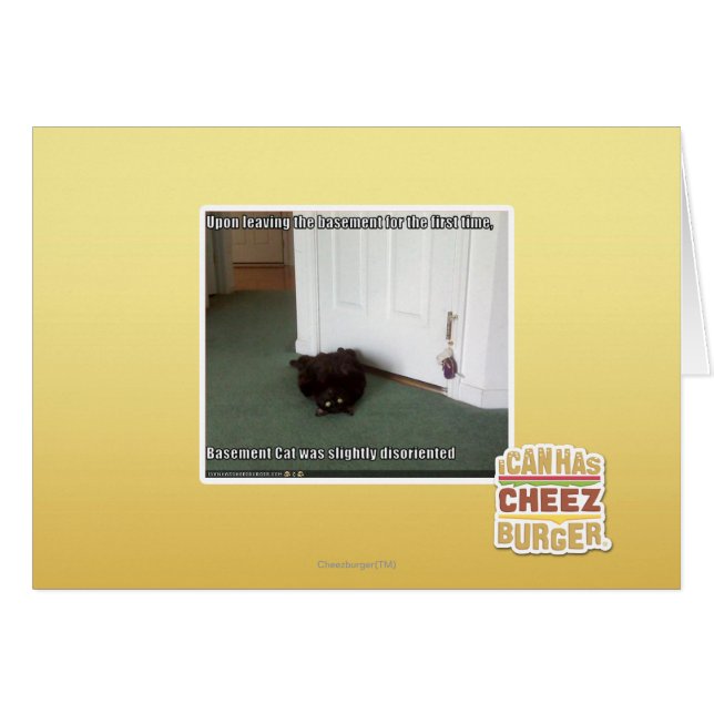 Basement Cat, enigszins gedesoriënteerd (Voorkant Horizontaal)