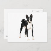 Basenji (B) - zwart en wit Briefkaart (Voorkant / Achterkant)