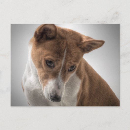 basenji briefkaart (Voorkant)