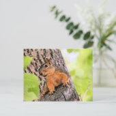 Bashful Feestdagenkaart (Staand voorkant)