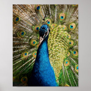 Bashful Peacock Poster