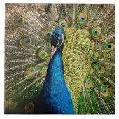 Bashful Peacock Tegeltje (Voorkant)