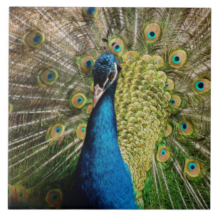 Bashful Peacock Tegeltje