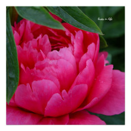 Bashful Pink Peony Perfect Poster
