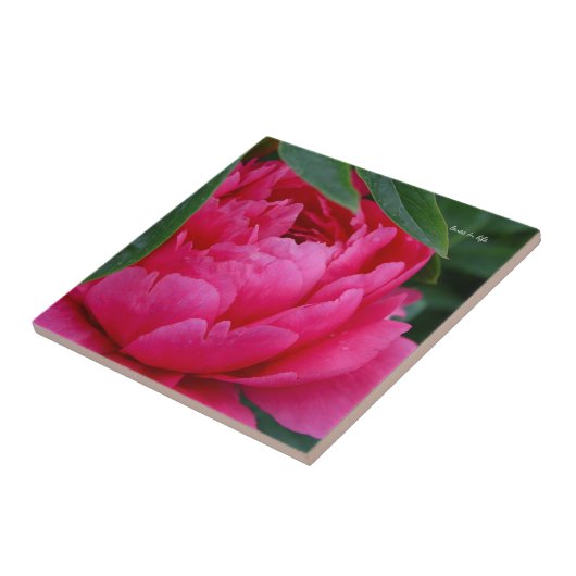 Bashful Pink Peony Tegeltje (Zijkant)