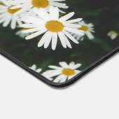 Basière à oeil blanc, prairie à marguerite de la l (Coin)