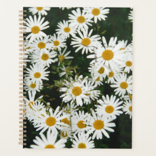 Basière à oeil blanc, prairie à marguerite de la l