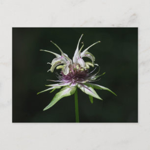 Basil Bee Balm White Bergamot Wildflower Briefkaar Briefkaart