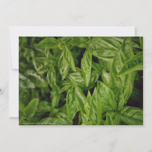 Basil Fine Art Aankondiging