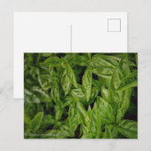 Basil Fine Art Briefkaart (Voorkant / Achterkant)