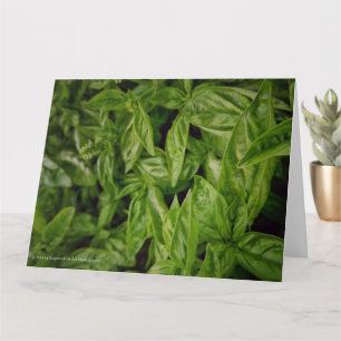 Basil Fine Art Kaart