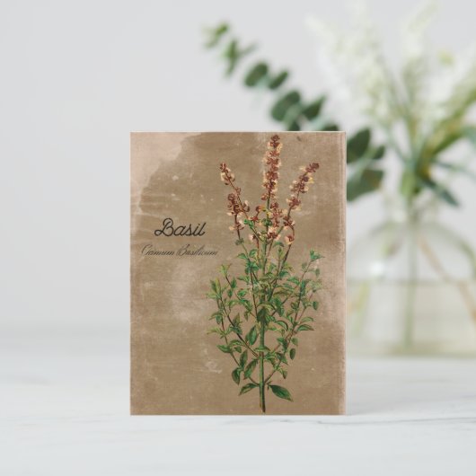 Basil Herb Briefkaart (Staand voorkant)