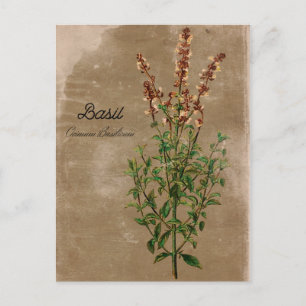 Basil Herb Briefkaart