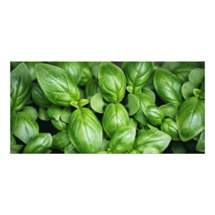 Basil Herb Foto afdrukken Afdruk