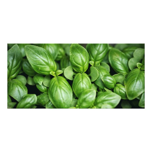 Basil Herb Foto afdrukken Afdruk (Voorkant)