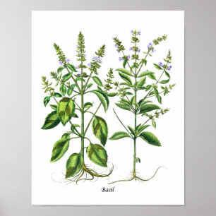 Basil Herb Kitchen Decor Wall Art Poster