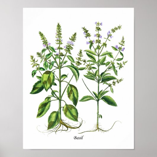 Basil Herb Kitchen Decor Wall Art Poster (Voorkant)