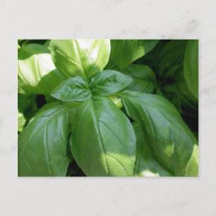 Basil Leaves Briefkaart