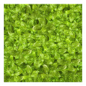 Basil Leaves Pattern Foto Afdruk (Voorkant)