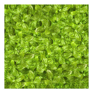 Basil Leaves Pattern Foto Afdruk