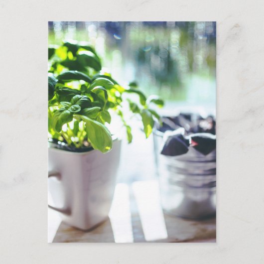 Basil-Plant Briefkaart (Voorkant)