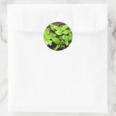 Basil Ronde Sticker (Tas)