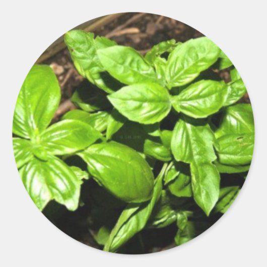 Basil Ronde Sticker (Voorkant)