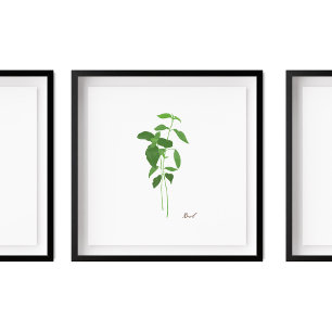 Basil Stem Illustration   Kruiden Keuken Wandkunst Poster