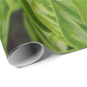 Basilicum Cadeaupapier (Rol Hoek)