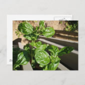 basilicumbladeren, vers briefkaart (Voorkant / Achterkant)