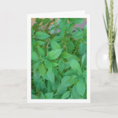 Basilicumkruid (Ocimum basilicum) Kaart (Voorkant)