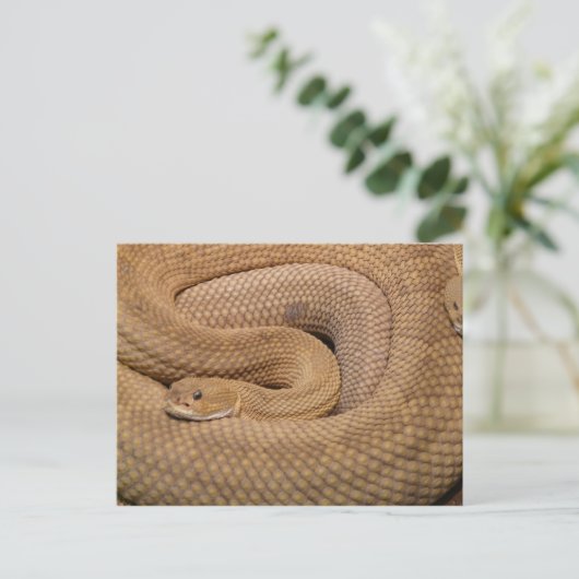 Basilisk Rattlesnake Briefkaart (Staand voorkant)