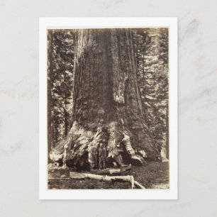 Basis van de Grizzly Giant, uit 'The Yosemite Book Briefkaart