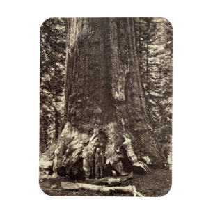 Basis van de Grizzly Giant, uit 'The Yosemite Book Magneet