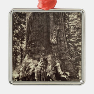 Basis van de Grizzly Giant, uit 'The Yosemite Book Metalen Ornament