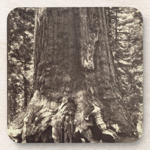 Basis van de Grizzly Giant, uit 'The Yosemite Book Onderzetter
