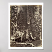 Basis van de Grizzly Giant, uit 'The Yosemite Book Poster (Voorkant)