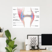 Basisdiagram van een menselijk anatomisch gewricht poster (Thuiskantoor)