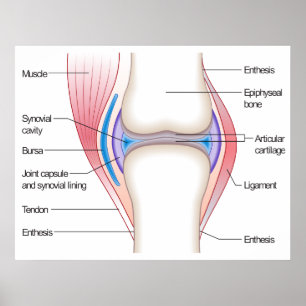 Basisdiagram van een menselijk anatomisch gewricht poster