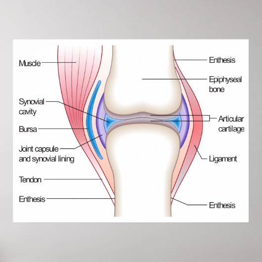 Basisdiagram van een menselijk anatomisch gewricht poster (Voorkant)