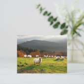 baskenland latxa - schapen briefkaart (Staand voorkant)