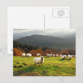 baskenland latxa - schapen briefkaart (Voorkant / Achterkant)