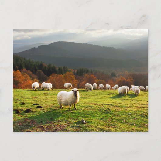 baskenland latxa - schapen briefkaart (Voorkant)