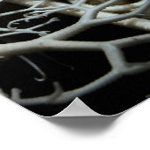 Basket Star (Gorgonocephalus eucnemis) - Poster (Coin)