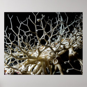Basket Star (Gorgonocephalus eucnemis) - Poster