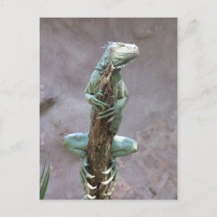 Basking Iguana-Briefkaart Briefkaart